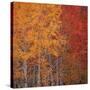 Deciduous Trees in Autumn-Micha Pawlitzki-Stretched Canvas