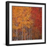 Deciduous Trees in Autumn-Micha Pawlitzki-Framed Premium Photographic Print