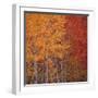 Deciduous Trees in Autumn-Micha Pawlitzki-Framed Premium Photographic Print