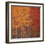 Deciduous Trees in Autumn-Micha Pawlitzki-Framed Photographic Print