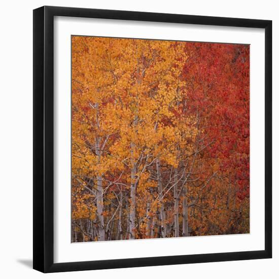 Deciduous Trees in Autumn-Micha Pawlitzki-Framed Photographic Print