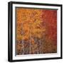 Deciduous Trees in Autumn-Micha Pawlitzki-Framed Photographic Print