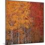 Deciduous Trees in Autumn-Micha Pawlitzki-Mounted Photographic Print