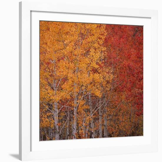 Deciduous Trees in Autumn-Micha Pawlitzki-Framed Photographic Print