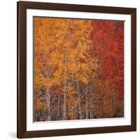 Deciduous Trees in Autumn-Micha Pawlitzki-Framed Photographic Print