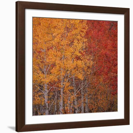 Deciduous Trees in Autumn-Micha Pawlitzki-Framed Photographic Print