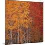 Deciduous Trees in Autumn-Micha Pawlitzki-Mounted Photographic Print