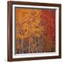 Deciduous Trees in Autumn-Micha Pawlitzki-Framed Photographic Print