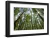 Deciduous Woodland in Late Spring, Curonian Spit, Lithuania, June 2009-Hamblin-Framed Photographic Print