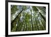 Deciduous Woodland in Late Spring, Curonian Spit, Lithuania, June 2009-Hamblin-Framed Photographic Print