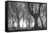 Deciduous woodland in morning sunlight in summer, Cornwall, England, United Kingdom, Europe-Adam Burton-Framed Stretched Canvas