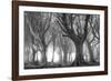 Deciduous woodland in morning sunlight in summer, Cornwall, England, United Kingdom, Europe-Adam Burton-Framed Photographic Print