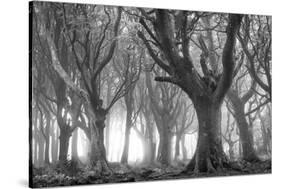 Deciduous woodland in morning sunlight in summer, Cornwall, England, United Kingdom, Europe-Adam Burton-Stretched Canvas