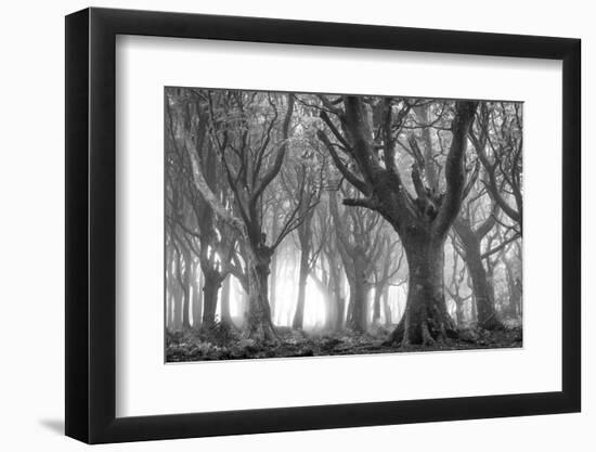 Deciduous woodland in morning sunlight in summer, Cornwall, England, United Kingdom, Europe-Adam Burton-Framed Photographic Print