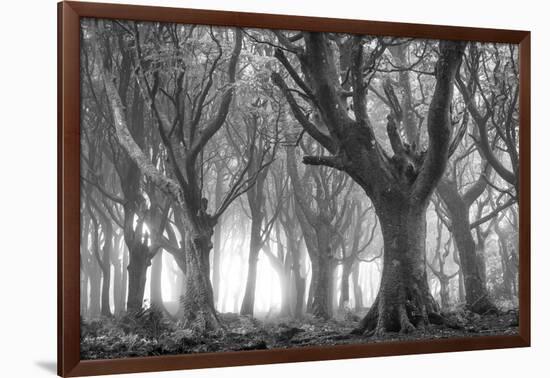 Deciduous woodland in morning sunlight in summer, Cornwall, England, United Kingdom, Europe-Adam Burton-Framed Photographic Print