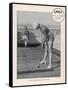 Deck Golf (Putting) on Board an Atlantic Liner-null-Framed Stretched Canvas