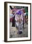 Decorated Cow, Goa, India, Asia-Yadid Levy-Framed Photographic Print