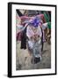 Decorated Cow, Goa, India, Asia-Yadid Levy-Framed Photographic Print