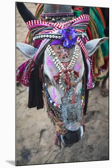 Decorated Cow, Goa, India, Asia-Yadid Levy-Mounted Photographic Print