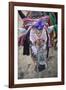 Decorated Cow, Goa, India, Asia-Yadid Levy-Framed Photographic Print