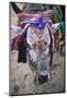 Decorated Cow, Goa, India, Asia-Yadid Levy-Mounted Photographic Print