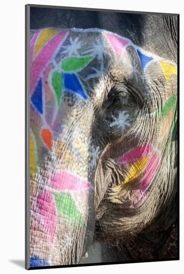 Decorated Elephant, Amber Elephant Sanctuary, Near Jaipur, Rajasthan, India, Asia-Annie Owen-Mounted Photographic Print