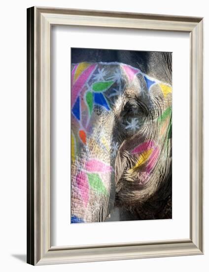 Decorated Elephant, Amber Elephant Sanctuary, Near Jaipur, Rajasthan, India, Asia-Annie Owen-Framed Photographic Print