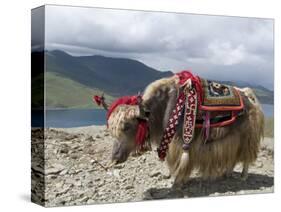 Decorated Yak, Turquoise Lake, Tibet, China-Ethel Davies-Stretched Canvas