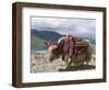 Decorated Yak, Turquoise Lake, Tibet, China-Ethel Davies-Framed Photographic Print