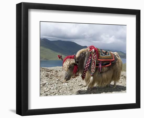 Decorated Yak, Turquoise Lake, Tibet, China-Ethel Davies-Framed Photographic Print