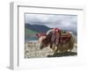 Decorated Yak, Turquoise Lake, Tibet, China-Ethel Davies-Framed Photographic Print