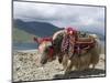 Decorated Yak, Turquoise Lake, Tibet, China-Ethel Davies-Mounted Photographic Print