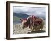 Decorated Yak, Turquoise Lake, Tibet, China-Ethel Davies-Framed Photographic Print