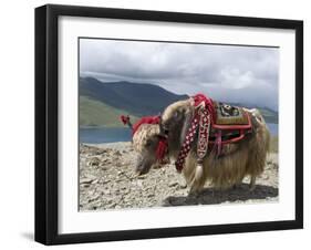 Decorated Yak, Turquoise Lake, Tibet, China-Ethel Davies-Framed Photographic Print