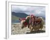 Decorated Yak, Turquoise Lake, Tibet, China-Ethel Davies-Framed Photographic Print