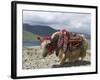 Decorated Yak, Turquoise Lake, Tibet, China-Ethel Davies-Framed Photographic Print