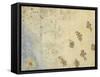 Décoration Domecy : marguerite et baies de sorbier-Odilon Redon-Framed Stretched Canvas