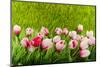 Decoration Grass with Flowers-Ivonnewierink-Mounted Photographic Print