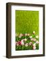 Decoration Grass with Flowers-Ivonnewierink-Framed Photographic Print