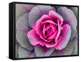 Decorative Cabbage Background-snowturtle-Framed Stretched Canvas