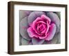 Decorative Cabbage Background-snowturtle-Framed Photographic Print