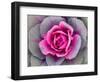 Decorative Cabbage Background-snowturtle-Framed Photographic Print