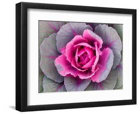 Decorative Cabbage Background-snowturtle-Framed Photographic Print