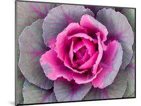 Decorative Cabbage Background-snowturtle-Mounted Photographic Print