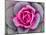 Decorative Cabbage Background-snowturtle-Mounted Photographic Print