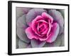 Decorative Cabbage Background-snowturtle-Framed Photographic Print