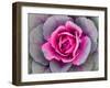 Decorative Cabbage Background-snowturtle-Framed Photographic Print