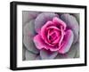 Decorative Cabbage Background-snowturtle-Framed Photographic Print