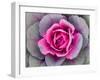 Decorative Cabbage Background-snowturtle-Framed Photographic Print