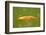 Decorative Carp or Koi-Fedorkin-Framed Photographic Print